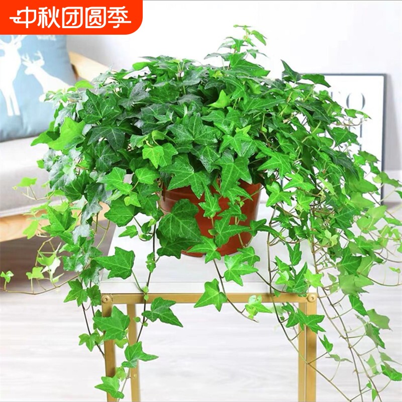 四季常春藤绿植盆栽水培植物室内净化空气吸甲醛吊兰爬藤好养花卉图片