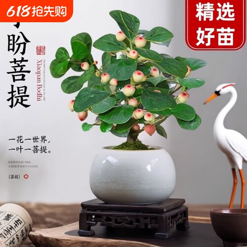 菩提树盆景小盼菩提盆栽禅意小盆栽室内绿植客厅办公桌阳台花盆