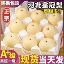 水果现摘砀山皇冠梨雪梨新鲜 当季 河北皇冠梨新鲜梨子9斤整箱 包邮