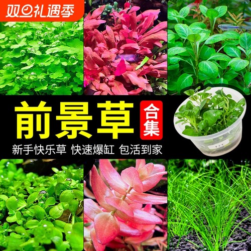 前景草矮珍珠趴地矮|千人收藏