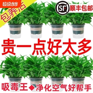 绿萝盆栽室内植物花卉绿植水培长藤垂吊大叶绿箩新房甲醛阳台客厅