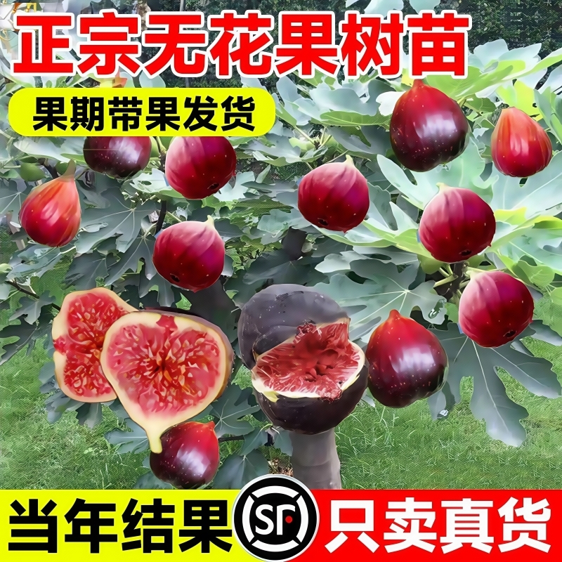 无花果树果苗带果盆栽树苗特大果四季格莱斯果树耐寒种植庭院青皮