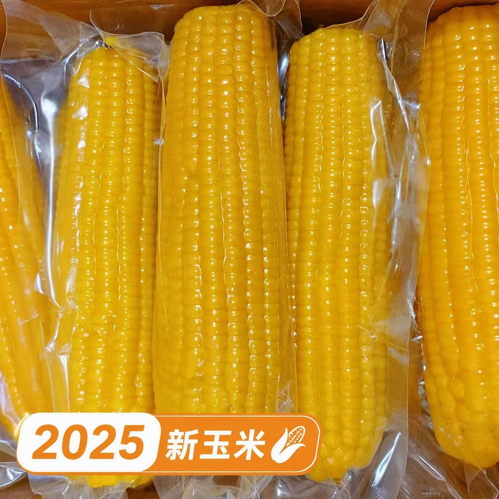 东北新玉米黄糯粘玉米真空包装非转基因苞米大棒粘棒子香甜粘糯