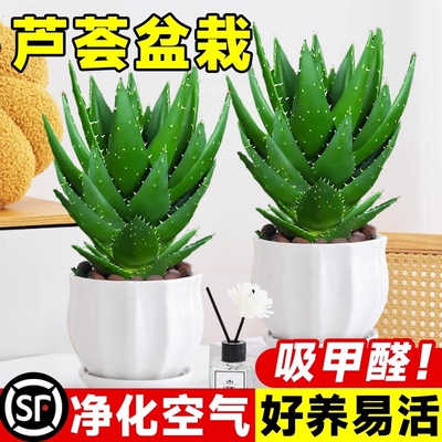 绿植芦荟盆栽多肉植物阳台