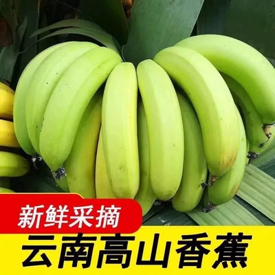 云南高山香蕉5斤绿皮新鲜水果大芭蕉叶小米蕉甜香焦自然熟全熟