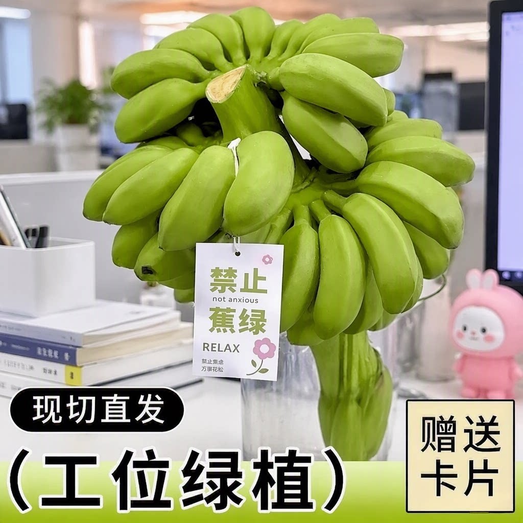 禁止蕉绿办公室水培整串小香蕉拒绝焦虑小米蕉迷你香蕉静止不蕉绿