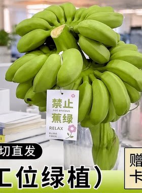 禁止蕉绿办公室水培整串小香蕉拒绝焦虑小米蕉迷你香蕉静止不蕉绿