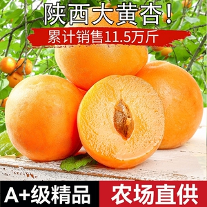 陕西大黄杏子新鲜水果应季时令孕妇金太阳杏酸甜杏子整箱5斤包邮D