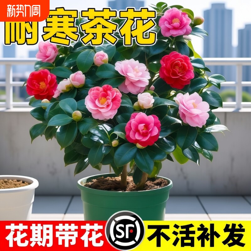 山茶花树苗五色赤丹盆栽花卉绿植物玫瑰花好养四季种阳台耐寒室内