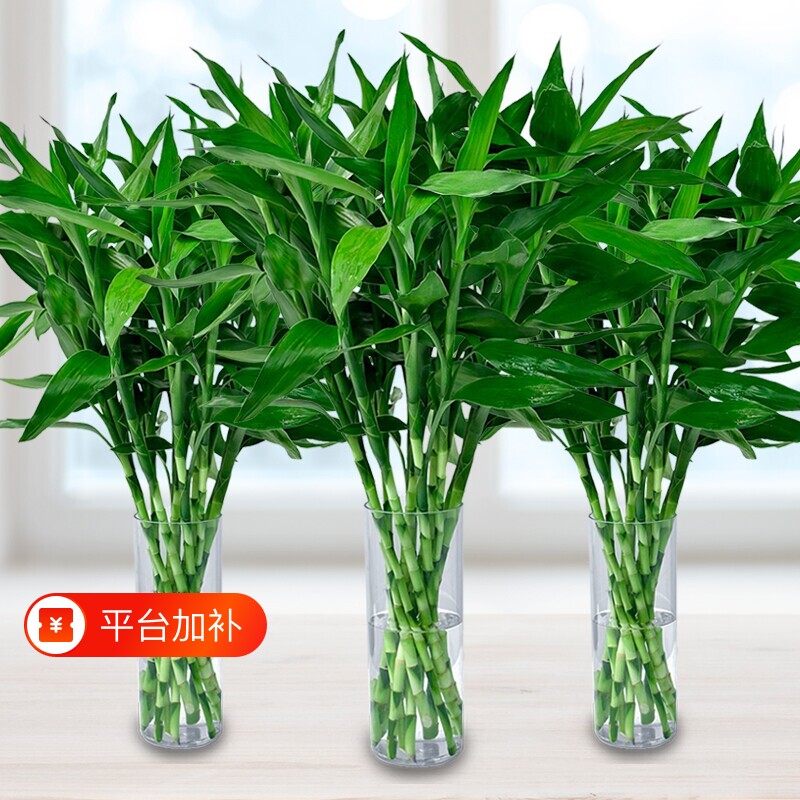 富贵竹水培植物客厅招财花卉绿植室内盆栽观音竹带根转运竹发财竹
