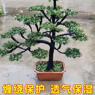 盆景造型保温带保湿 愈合整枝拿弯绑带家用盆景造型制作手把缠绕带
