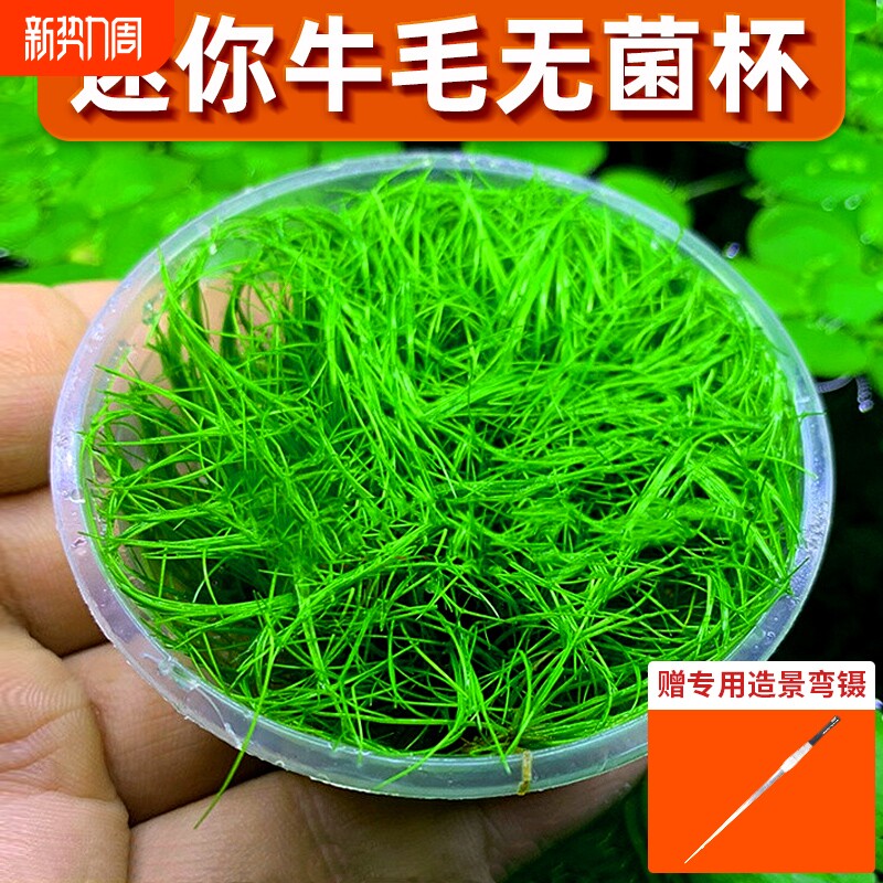 无菌杯牛毛水草坨前景草植物鱼缸草坪造景专用净水增氧阴性真草