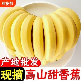【优质】正宗高山香蕉当季水果青皮香蕉新货现摘当季新鲜整需催熟