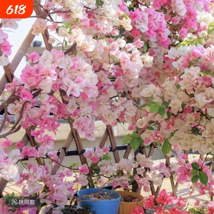三角梅盆栽植物花卉苗新品种玫瑰阳台庭院净化空气四季开勤花盆景