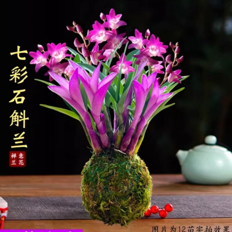 冬带花七彩香水石斛兰花四季好养绿植石斛睡眠净化空气客厅开花