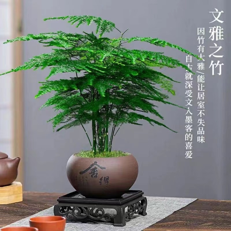 文竹盆栽植物客厅办公室内小叶赤楠盆景桌面绿植好养四季常青