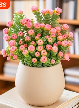 招财多肉植物钱串盆栽室内桌面花卉好养活带盆阳台办公桌老桩陶瓷