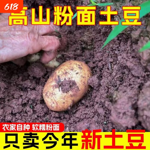 老品种土豆现挖新鲜土豆