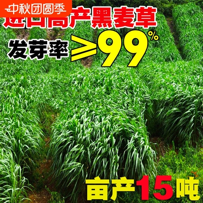 黑麦草种籽子种鱼草多年生牧草