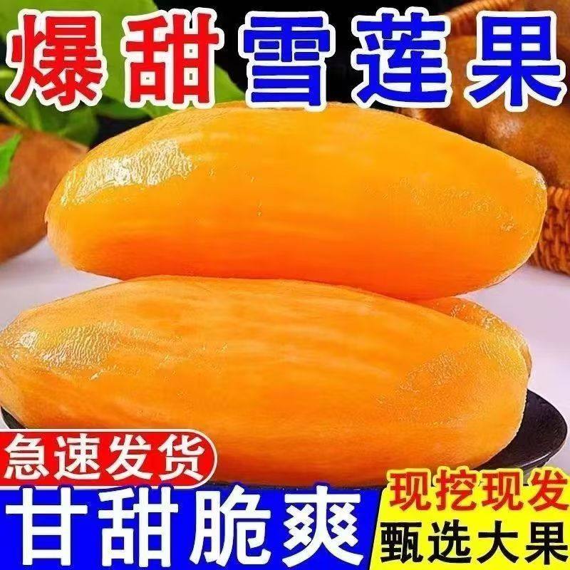 现挖云南雪莲果黄心爆甜新鲜水果5斤整箱批发优质甘甜现摘,水产肉类/新鲜蔬果/熟食,雪莲果,淘宝优惠券,粉丝福利购,淘宝优惠卷