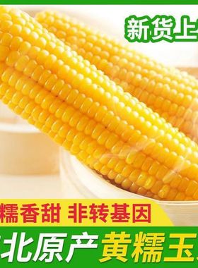 东北黄糯玉米新鲜甜糯玉米棒香甜玉米大棒代餐低脂整支真空