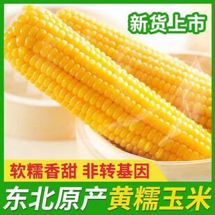 东北黄糯玉米新鲜甜糯玉米棒香甜玉米大棒代餐低脂整支真空
