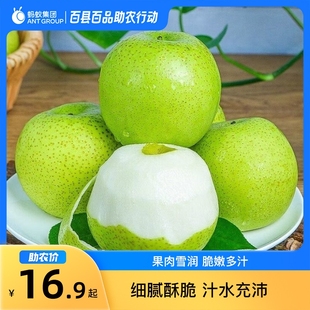 8月百县百品助农河南范县酥脆蜜梨3斤