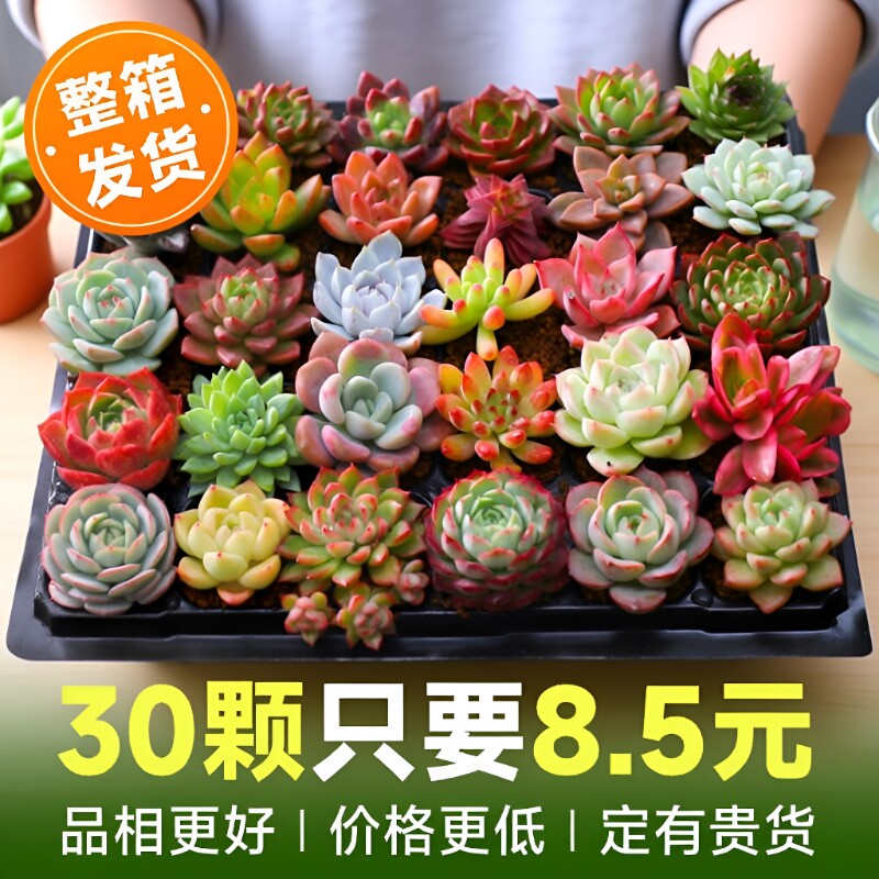 多肉植物室内小盆栽大颗好养绿植物花卉批发价有贵货室内外阳台