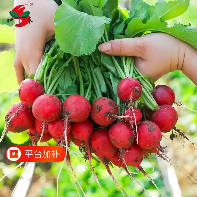 樱桃萝卜种子水果萝卜多季种籽阳台盆栽蔬菜红萝卜秋季西瓜种业