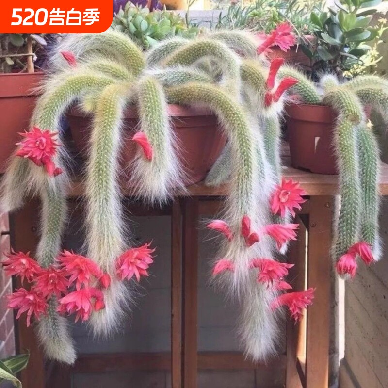 九尾狐多肉长软毛白仙狐开花垂吊室内阳台绿植盆栽办公室植物美观