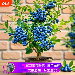 蓝莓苗蓝莓树果苗南北方种植绿宝石薄雾四季结果兔眼特大盆栽果树