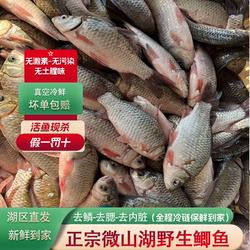 正宗微山湖鲫鱼新鲜活鱼现杀淡水原生态小河鱼孕产妇下奶月子炖汤
