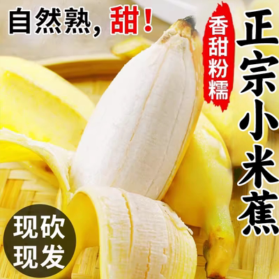 小米蕉正宗香蕉5斤新鲜水果当季整箱自然熟小米蕉芭蕉包邮粉蕉9斤