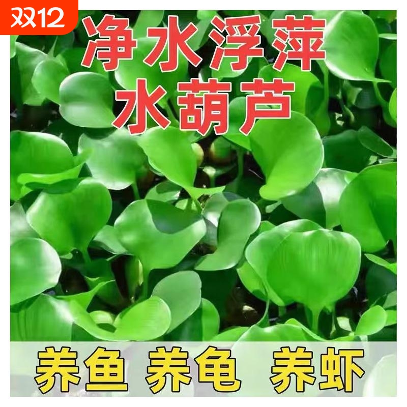 凤眼莲水草浮萍鱼缸乌龟虾花卉净化水培植物苗水养鱼造景养龟净水
