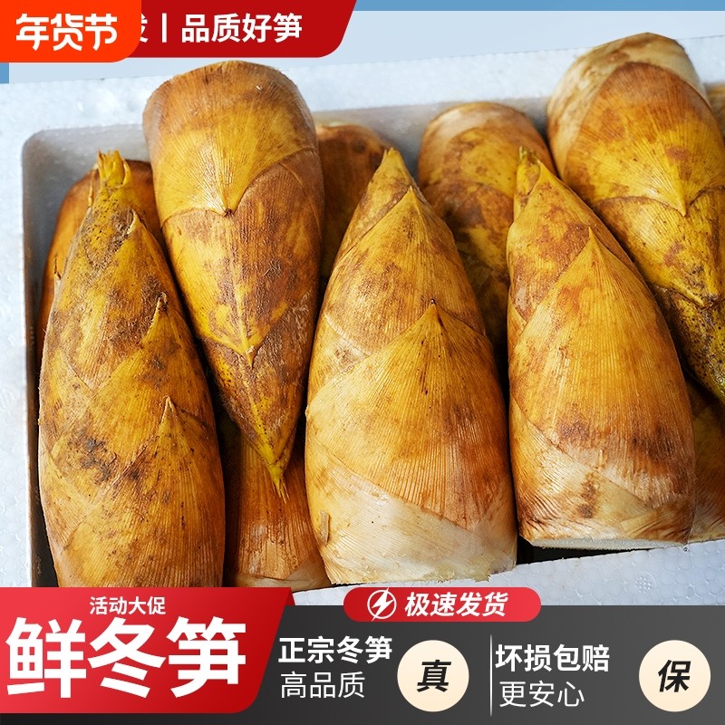 冬笋新鲜现挖冬笋毛竹笋两头尖当季高山野生黄泥楠竹笋火锅蔬菜