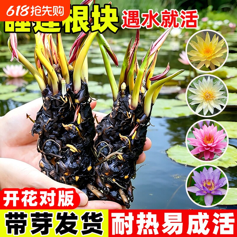 睡莲莲花根块池塘水缸鱼缸耐寒花卉花苞植物四季盆栽水培室内告白