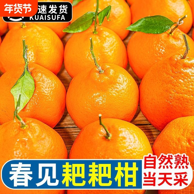四川超甜春见耙耙柑9斤丑柑桔橘子粑粑柑杷杷柑90mm直发年货节,水产肉类/新鲜蔬果/熟食,桔子,淘宝优惠券,粉丝福利购,淘宝优惠卷