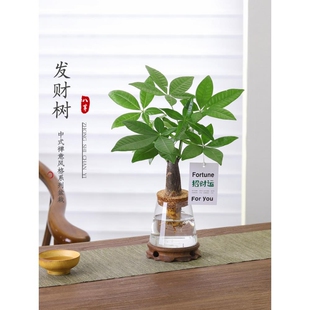 发财树盆栽客厅室内桌面绿植物绿萝净化空气盆景水培办公桌招财