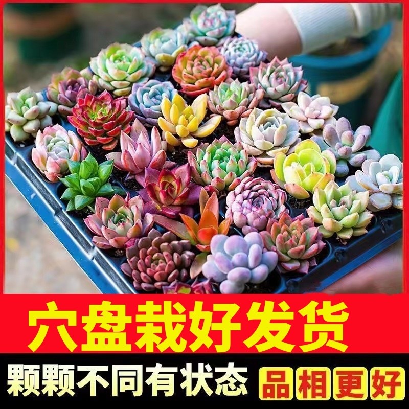 多肉植物批发多肉组合盆栽套餐栽好发货肉肉植物绿植组合石莲花,鲜花速递/花卉仿真/绿植园艺,多肉植物,淘宝优惠券,粉丝福利购,淘宝优惠卷