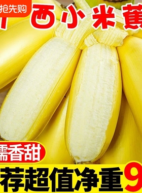 广西小米蕉新鲜10斤当季现摘软糯香甜孕妇水果现摘小芭蕉粉蕉整箱