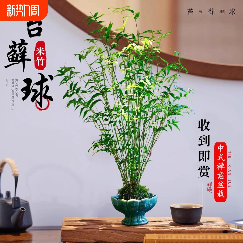 苔藓球植物米竹红杆观音竹水培盆景客厅室内桌面观赏竹子驱蚊盆栽