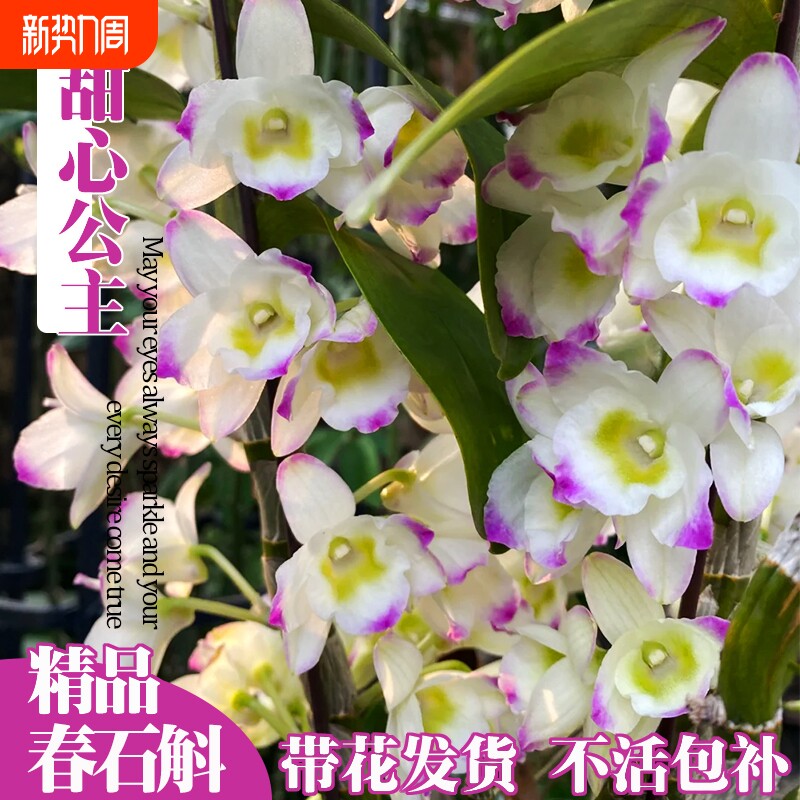 带花春石斛兰苗甜心公主室内阳台好养勤花浓香洋兰花卉绿植盆栽