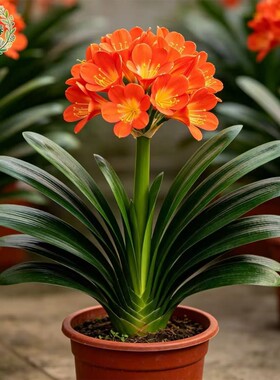 四季君子兰盆栽带花苞大花苗蝴蝶兰花卉四季室内绿植好养多肉植物