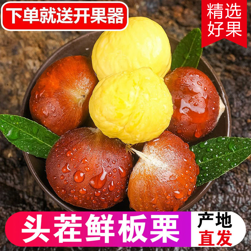 正宗丹东板栗新鲜毛栗子产地直发