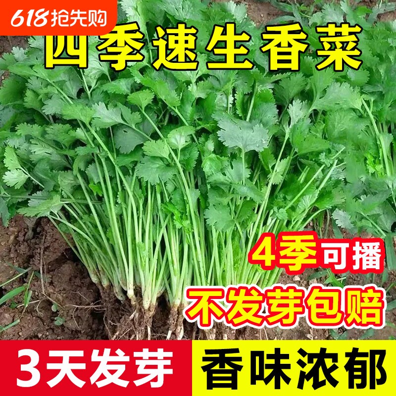 四季香菜种子苗芫荽阳台种菜秋冬蔬菜盆栽菜籽籽种大全老品种种植