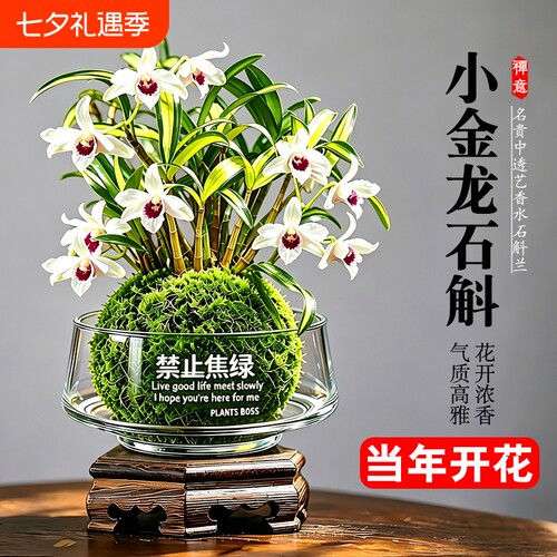 水培苔藓球石斛兰盆栽七彩香水花苗室内懒人好养名贵花卉绿植开花