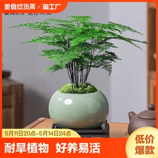 文竹盆栽植物室内办公室水培客厅懒人小绿植花卉大全盆景四季 常青