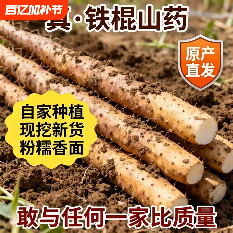 铁棍山药种子药蛋山药豆怀山种子白色野山药种籽四季种植