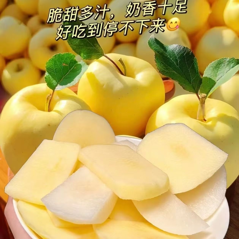 【新疆直发】正宗新疆黄金奶油富士苹果新鲜采摘脆甜多汁水果