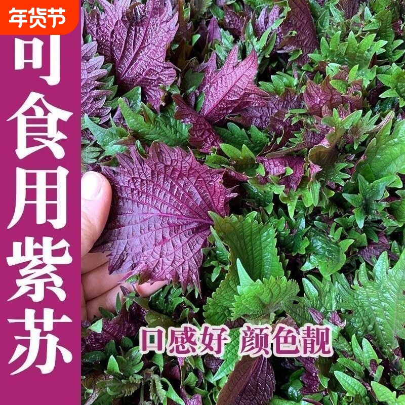 紫苏食用种子可食用四季紫苏籽种阳台大叶盆栽种籽苏子耐热蔬菜